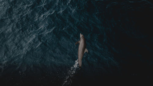 High angle view of dolphin swimming in sea