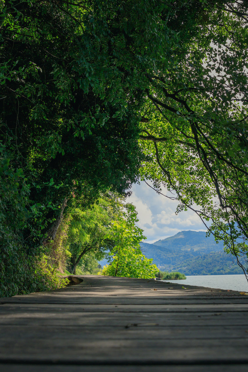 plant, tree, green, nature, leaf, sunlight, beauty in nature, no people, growth, day, tranquility, water, transportation, outdoors, forest, scenics - nature, road, tranquil scene, land, reflection, sky, grass, natural environment, branch, autumn, non-urban scene, environment