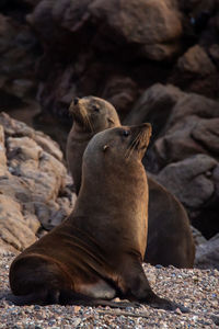 Close-up of seal