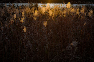 Dry plants on field