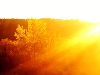 Yellow trees in forest against sky