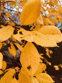 Close-up of yellow maple leaves