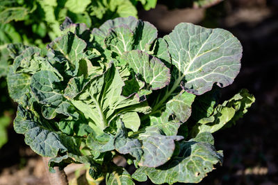 Close-up of green leaves on plant