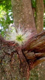 Close-up of tree trunk