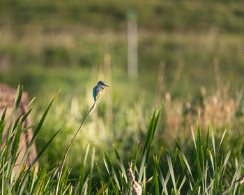 Bird on a field