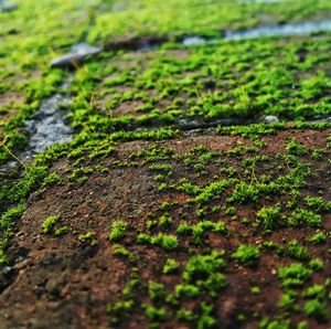 Surface level of grass on field