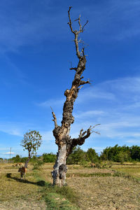Dead tree on field against sky