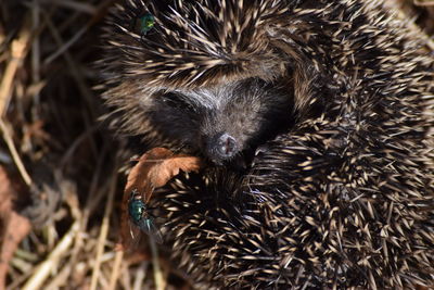 Close-up of hedgehog on field