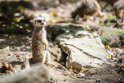 View of lizard on rock