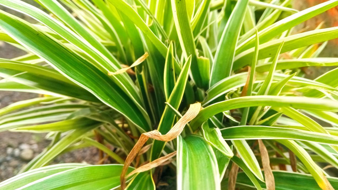 plant, green, tree, growth, leaf, plant part, nature, flower, palm tree, beauty in nature, grass, close-up, no people, day, outdoors, saw palmetto, food, food and drink, land, tropical climate, field, freshness, agriculture, tranquility, environment, sunlight