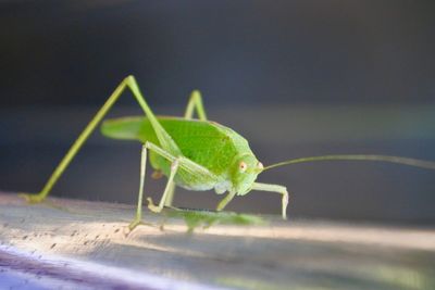 Close-up of insect on leaf