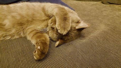 High angle view of dog sleeping