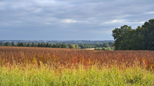 Scenic view of field against sky