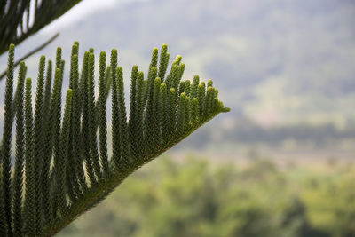 Close-up of cactus against sky