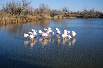 Swans swimming in lake