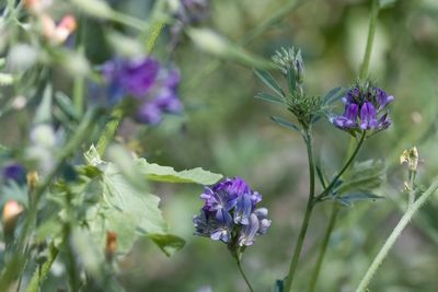 Close-up of purple flowering plant