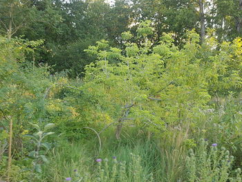 Plants growing on field