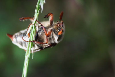 Close-up of insect