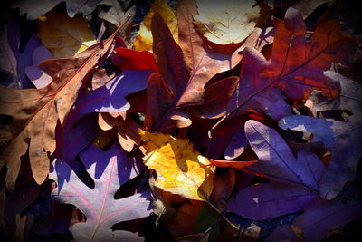 Close-up of maple leaves during autumn