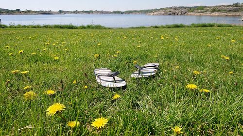 Scenic view of grassy field