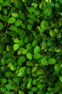 Full frame shot of leaves