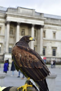 Close-up of eagle perching on a building