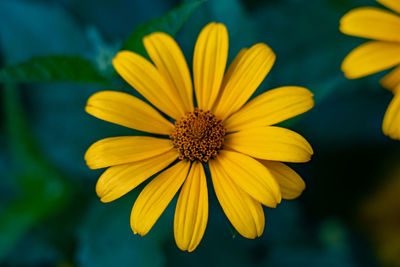 Close-up of yellow flower