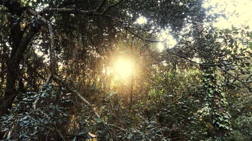 Sunlight streaming through trees in forest