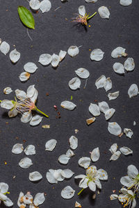 High angle view of dry leaves on street