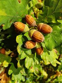 High angle view of fruits growing on plant