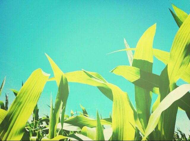 blue, clear sky, flower, growth, plant, low angle view, leaf, nature, copy space, beauty in nature, yellow, freshness, sunlight, day, green color, close-up, fragility, stem, outdoors, no people