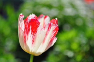 Close-up of red flower blooming outdoors