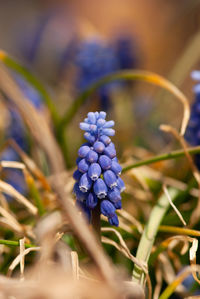 Close-up of purple flowering plant