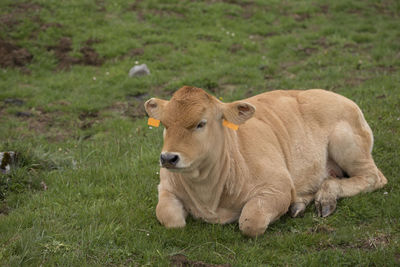 A calf is resting