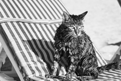 Portrait of a cat