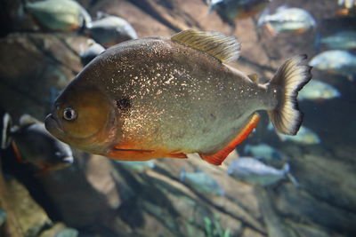 Close-up of fish swimming in sea