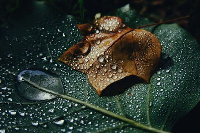 Close-up of raindrops on maple leaves