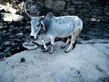 Cow standing on ground