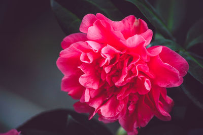 Close-up of pink flowers