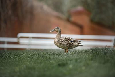 Close-up of a bird