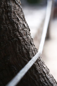 Close-up of tree trunk