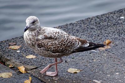 Close-up of seagull perching on a shore