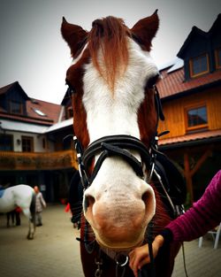 Close-up of a horse