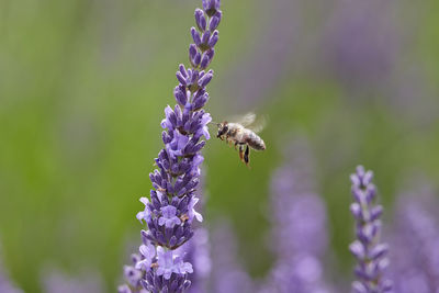 Close-up of fliying bee pollinating on lavender