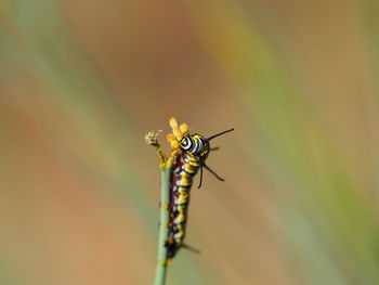 Close-up of insect on plant