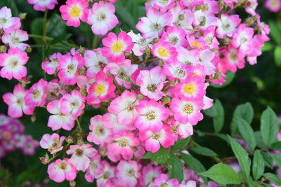 Close-up of flowers