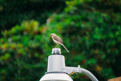 Bird perching on street light during rainy season
