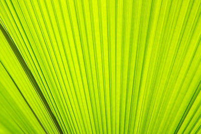 Full frame shot of palm leaf