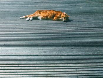 Cat sleeping on boardwalk