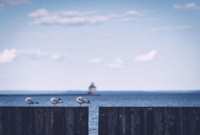 Seagulls grooming on wooden fence against sky